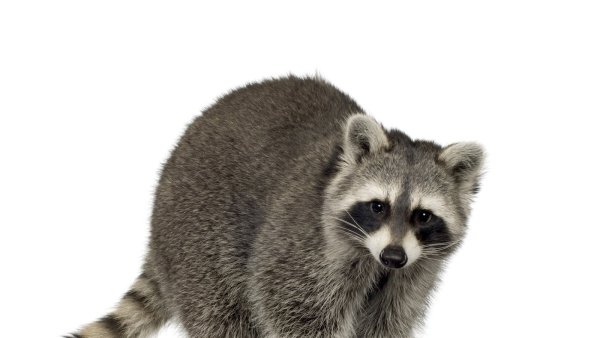 Животные на белом фоне