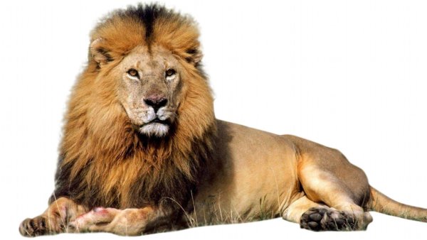 Лев фото