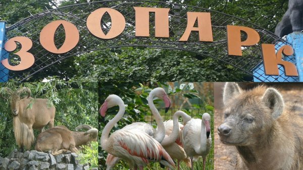 Надпись животные зоопарка