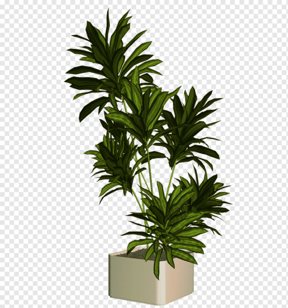 Горшечные растения прозрачный фон