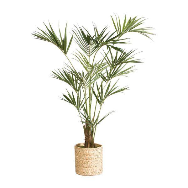 Пальма в плетеном горшке
