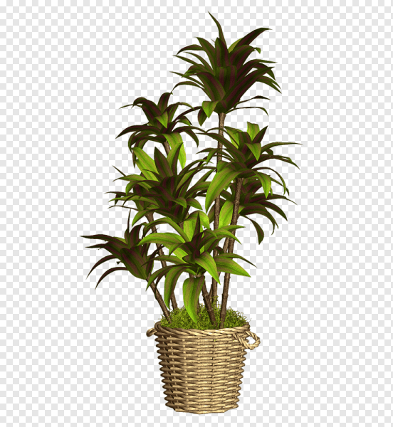 Комнатные растения на прозрачном фоне