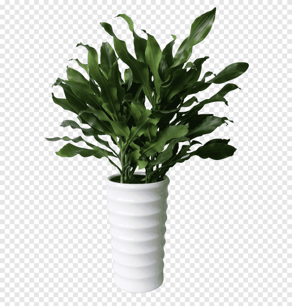 Комнатные растения на белом фоне