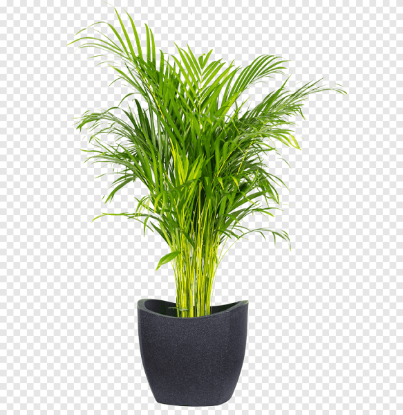 Арека Дипсис Пальма