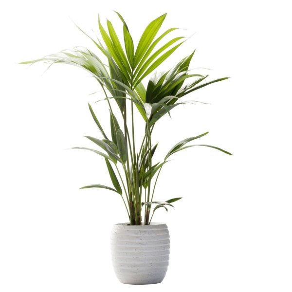 Kentia Palm