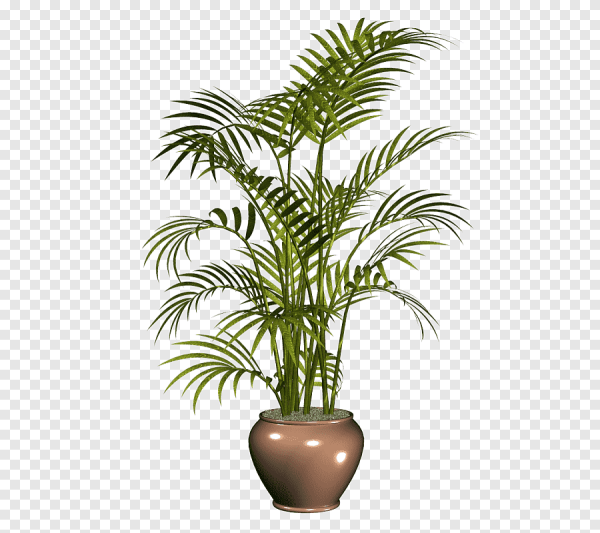Пальма в горшке на прозрачном фоне