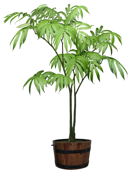 Рапис Эксцельса