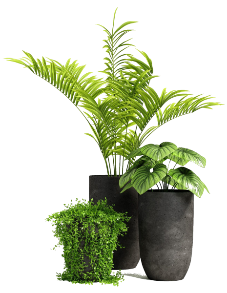 Пальма в кадке