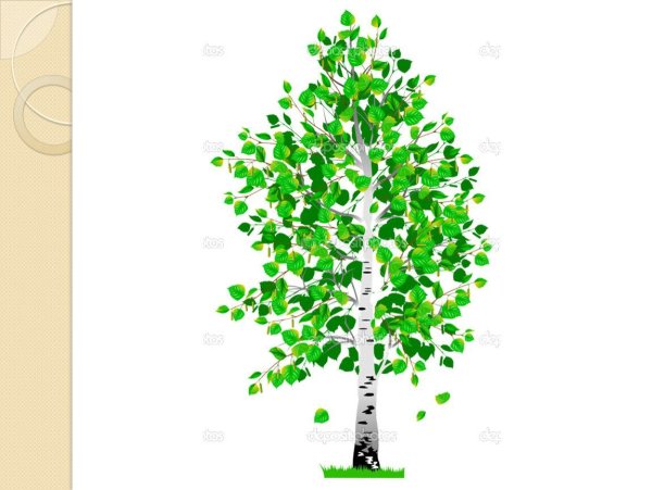 Березка на прозрачном фоне