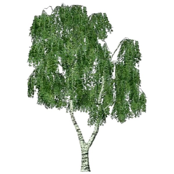 Береза на белом фоне