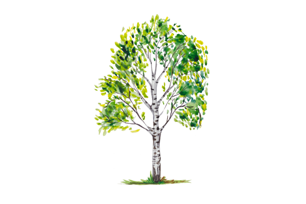 Дерево береза для детей