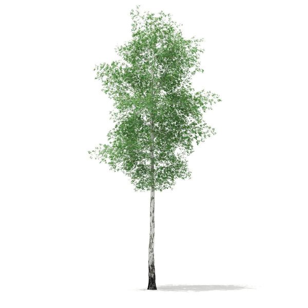 Betula Silver Birch