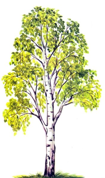 Береза для детей