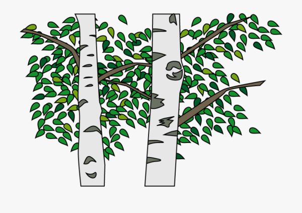 Ствол березы с ветками