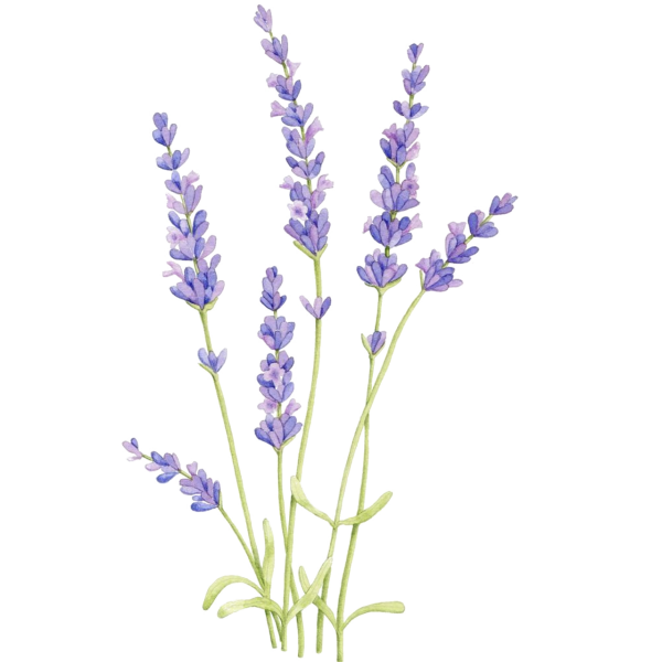 Лаванда Дентата