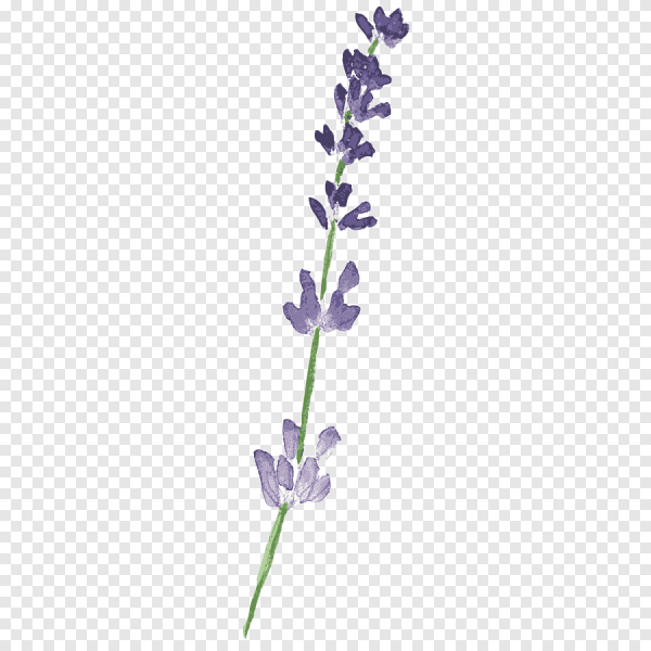 Ветка лаванды на прозрачном фоне