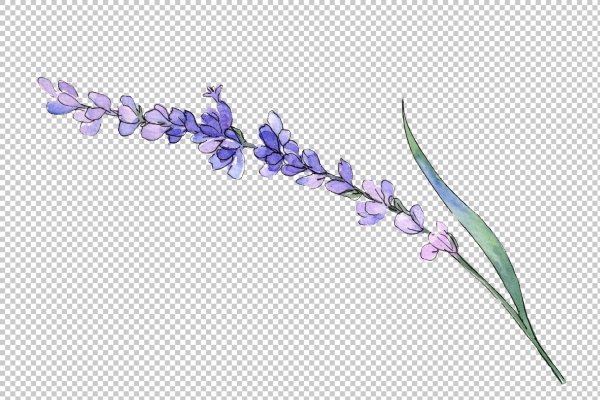 Лавандовая веточка