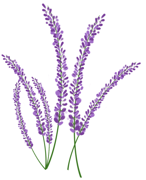 Веточка лаванды