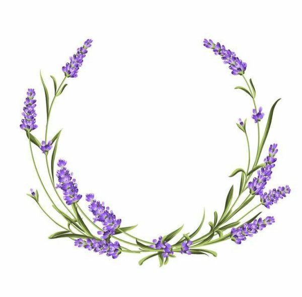 Лаванда орнамент