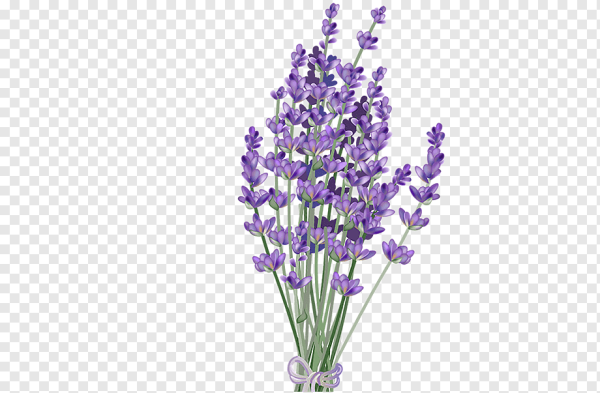 Лаванда без фона