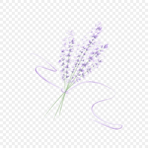 Лаванда на белом фоне