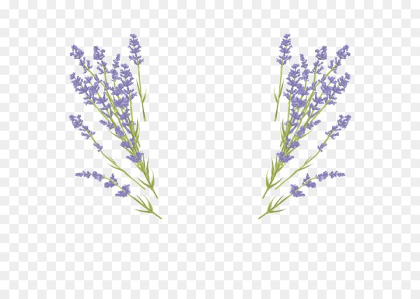 Лаванда на белом фоне