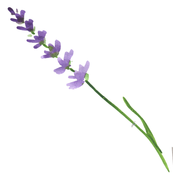 Лаванда ПГН