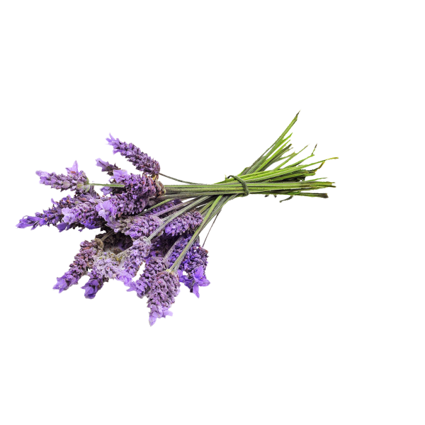 Лаванда куст