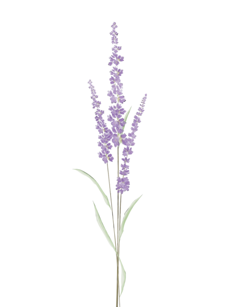 Веточка лаванды на белом фоне