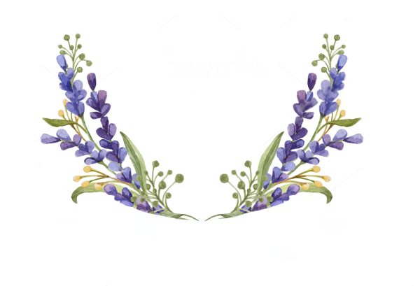 Лаванда вектор