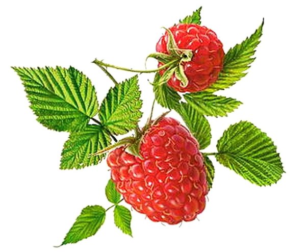 Малина рисунок