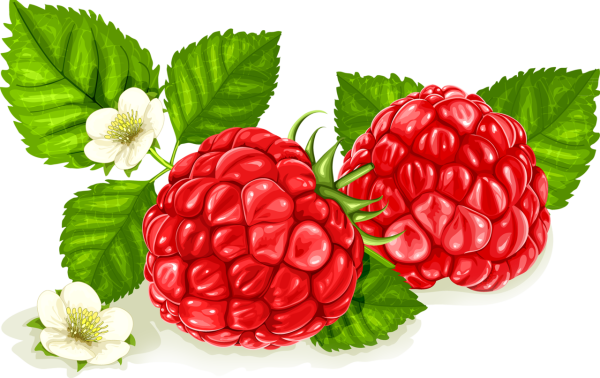 Ягода малина ягода Малинка