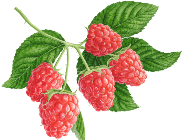 Малина для дошкольников