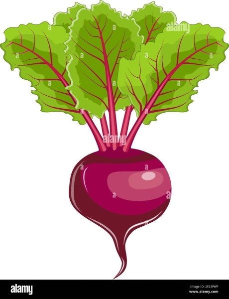 Свекла на белом фоне