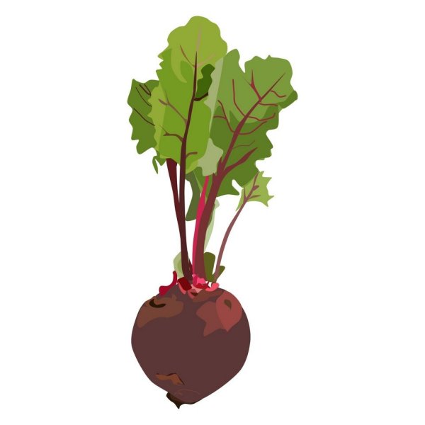 Свекла для детей