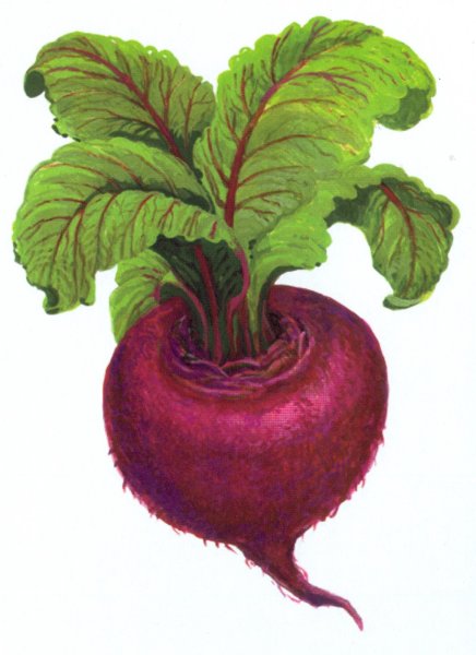 Свекла для детей