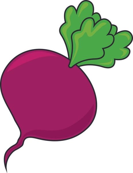 Свекла рисунок