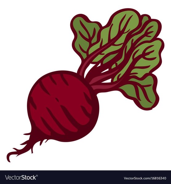 Свекла вектор на белом фоне