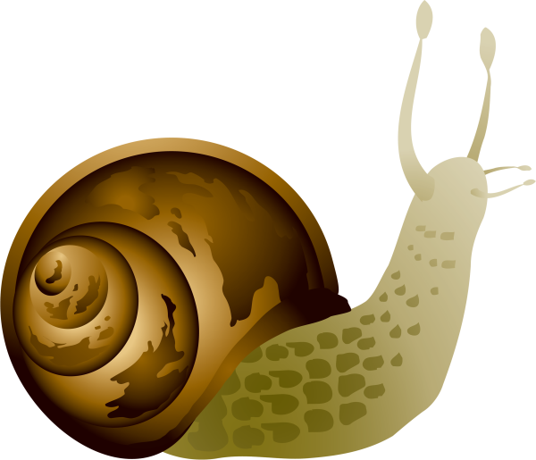 Улитка на белом фоне