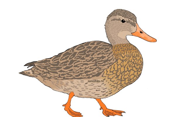Утка на белом фоне