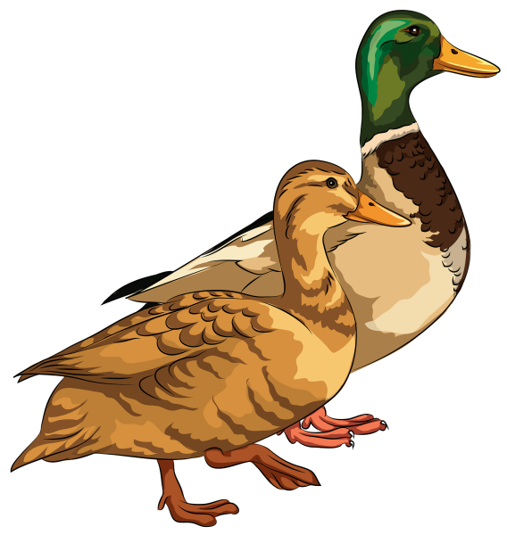 Селезень мультяшный