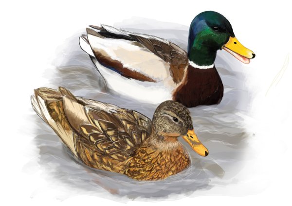 Утка птица для детей