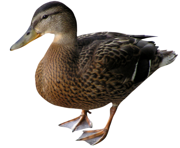 Утка кряква на белом фоне