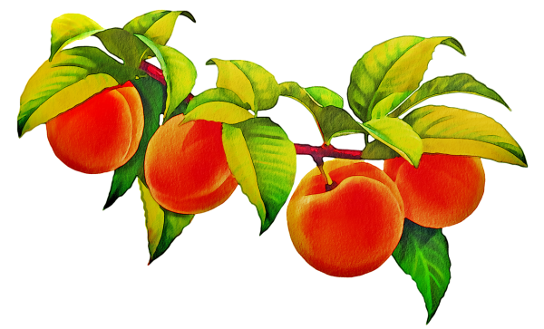 Персик для детей на прозрачном фоне