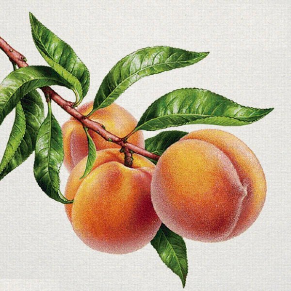 Персики на ветке