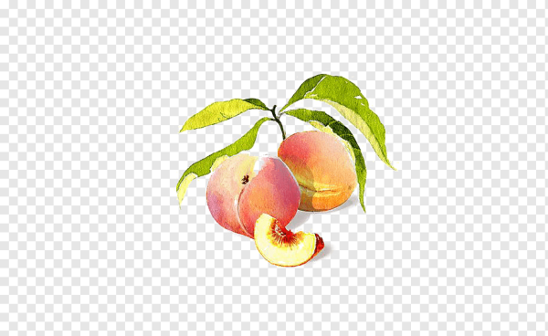 Персики на ветке на белом фоне