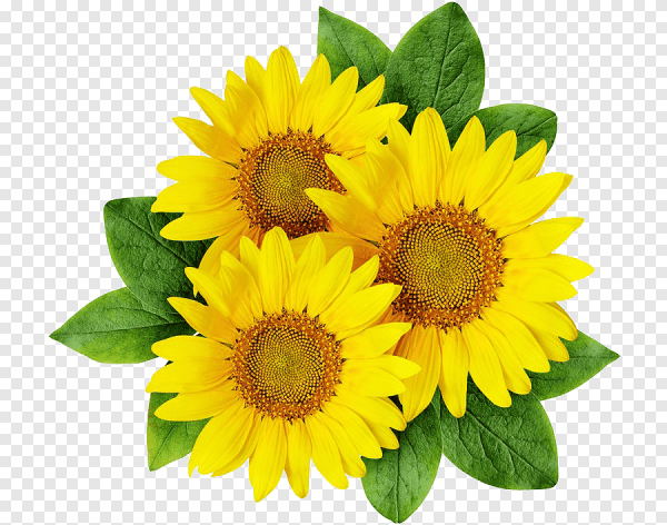 Подсолнух на белом фоне