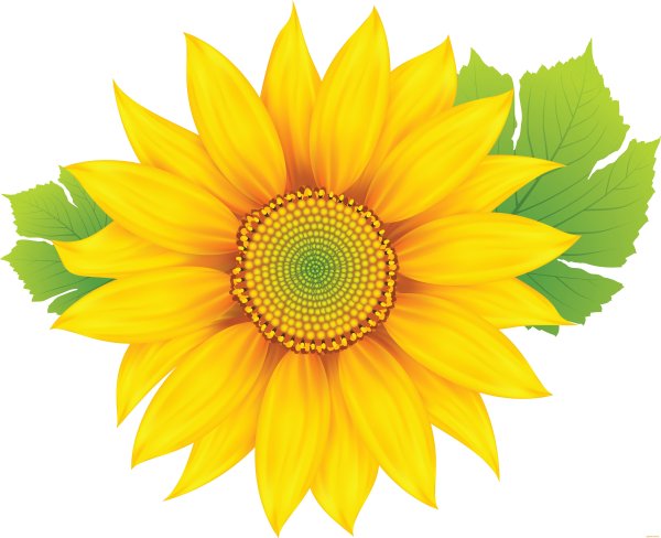 Подсолнух на прозрачном фоне