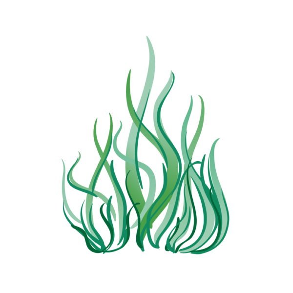 Водоросли на белом фоне