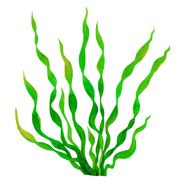 Прозрачные водоросли